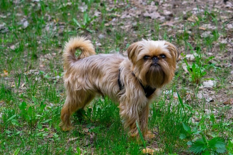 Brussels Griffon