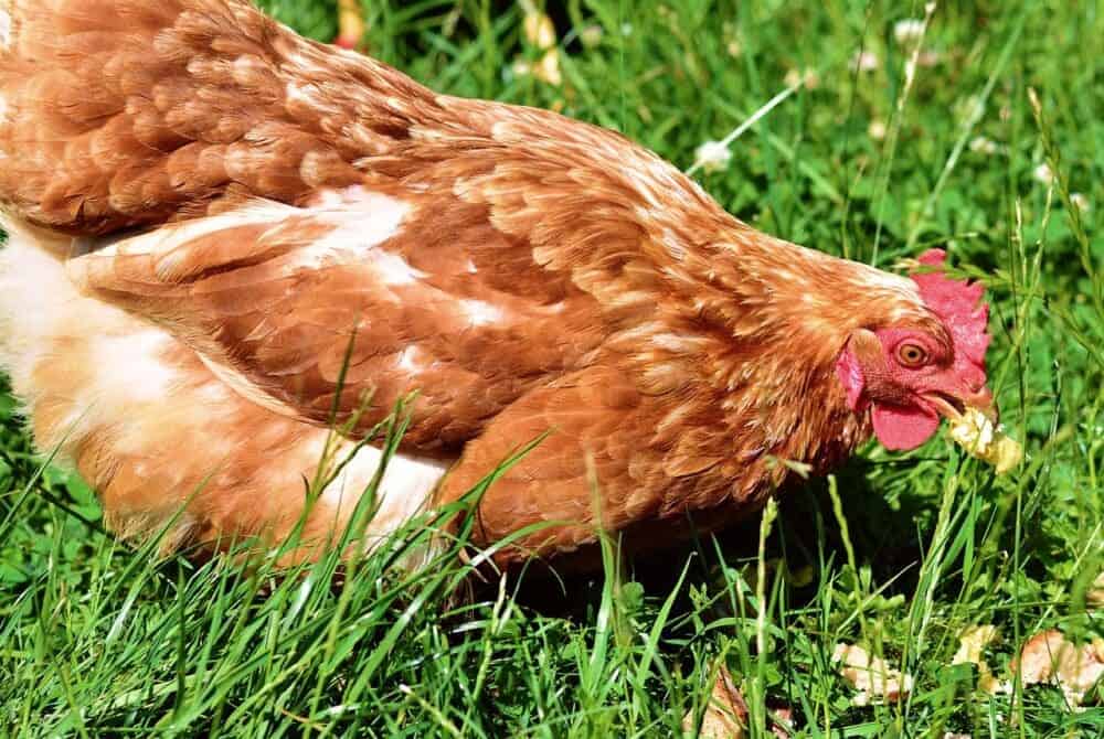 Chicken in a grass surface