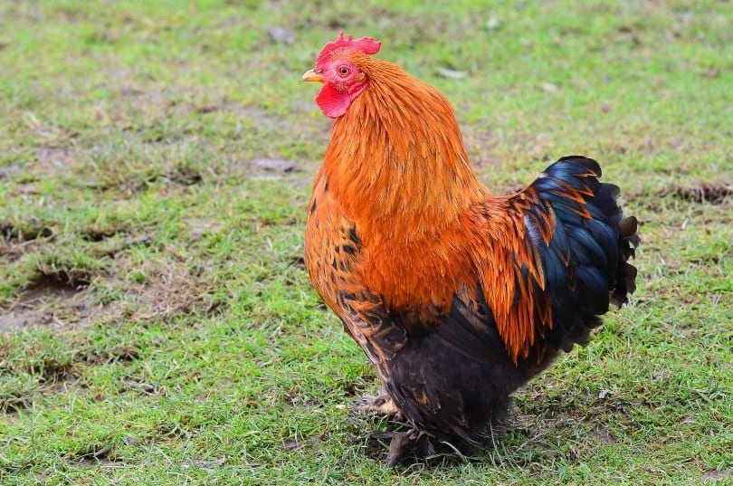 Cochin Bantams