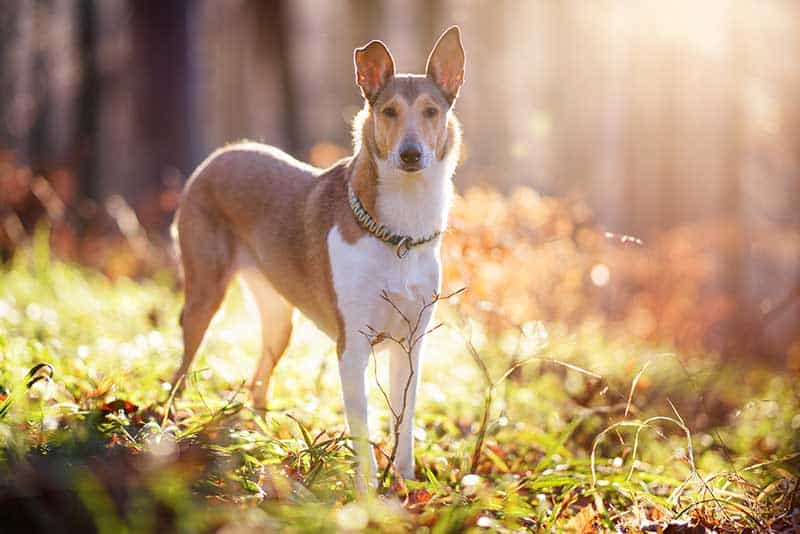 Collie stands in the forest on a sunny clearing