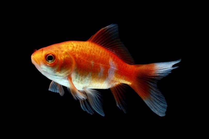 Comet Goldfish on aquarium_agus fitriyanto suratno_shutterstock