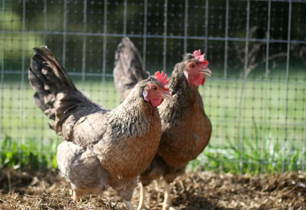 Cream Legbar Chicken