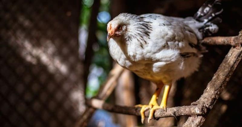DIY Backyard Chicken Enrichment