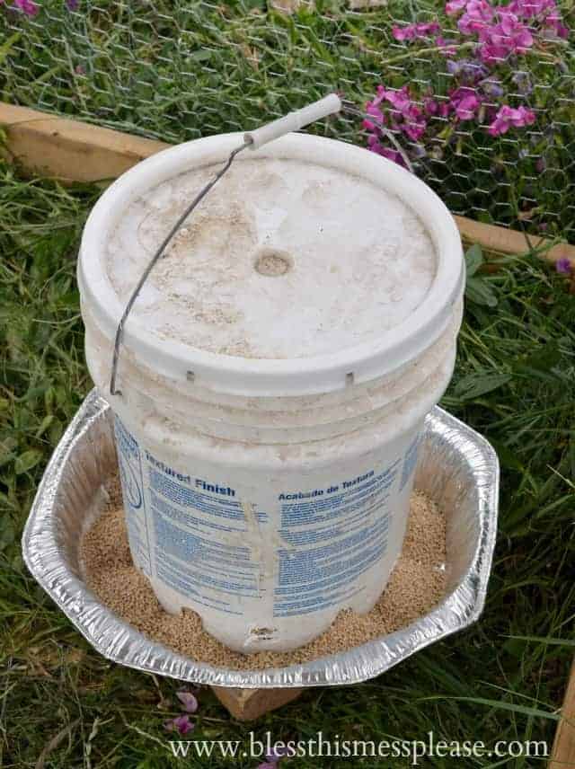 DIY Chicken Feeder From 5-Gallon Bucket