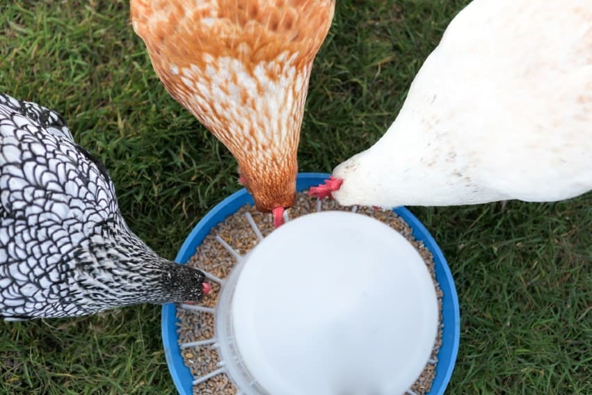 DIY Chicken Feeder