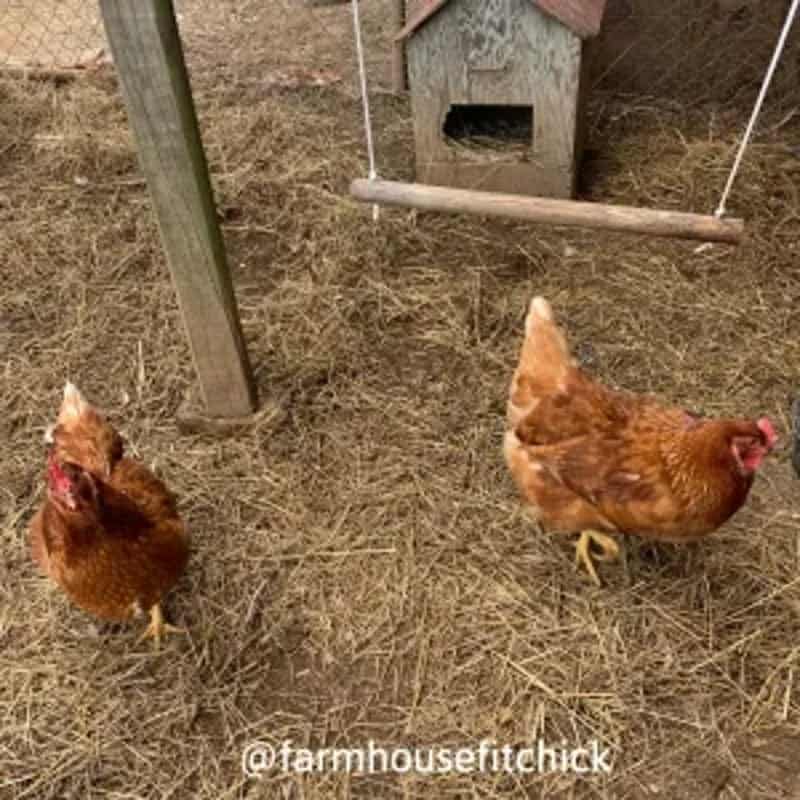 DIY Chicken Swings