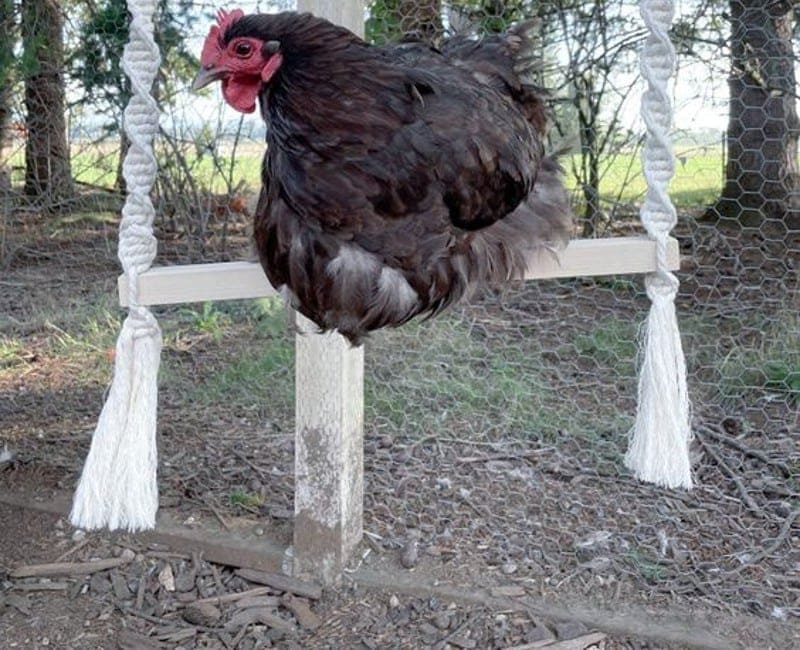 DIY Chicken Swings