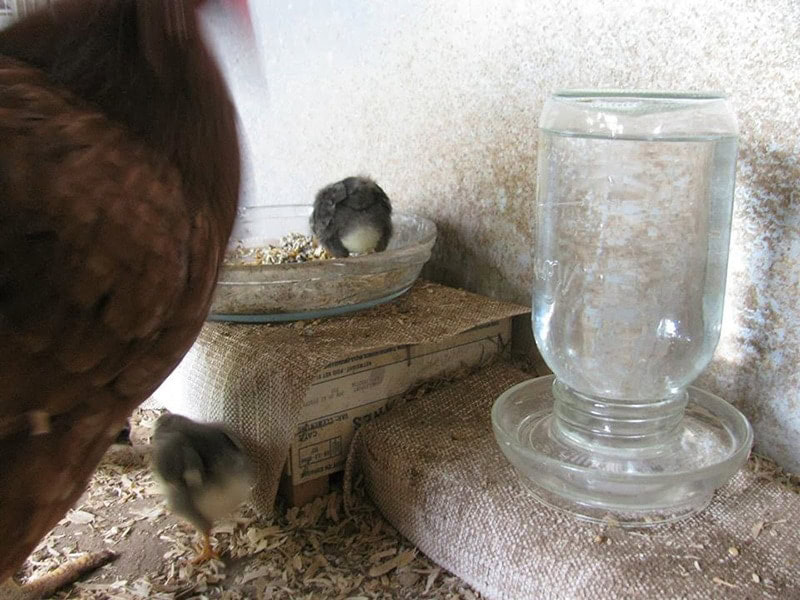 DIY Chicken Waterer and Feeders