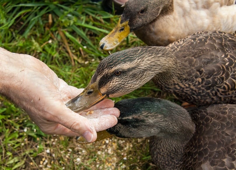 Ducks-eating_egschiller_shutterstock