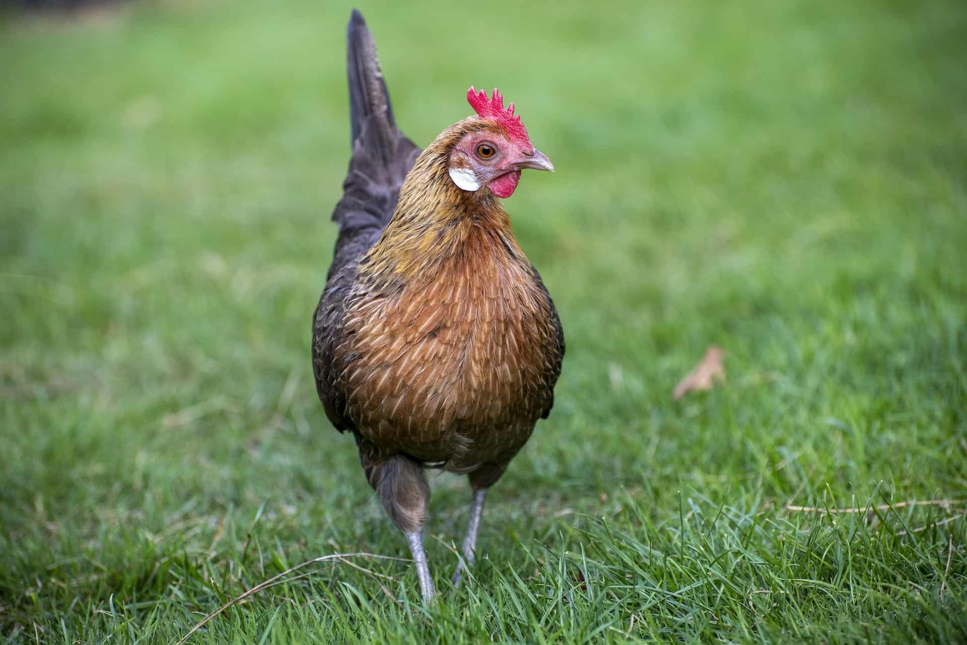 Dutch Bantam