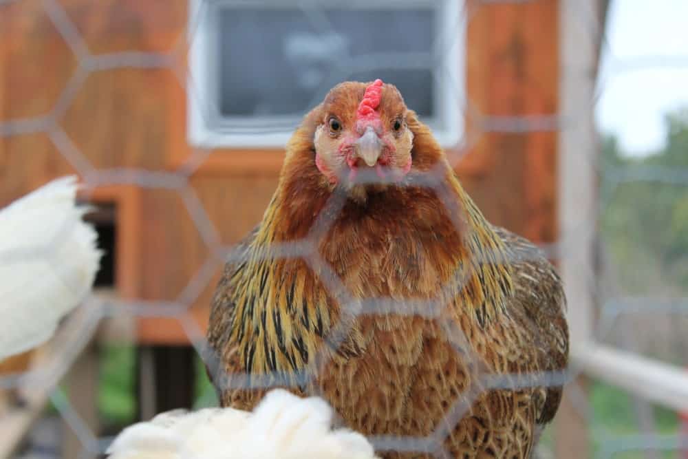 Easter Egger Chicken