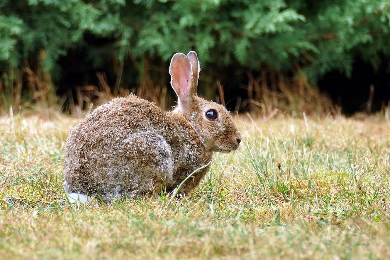 European Rabbit