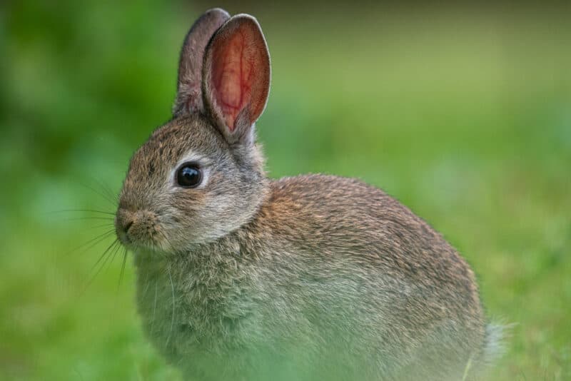 European rabbit