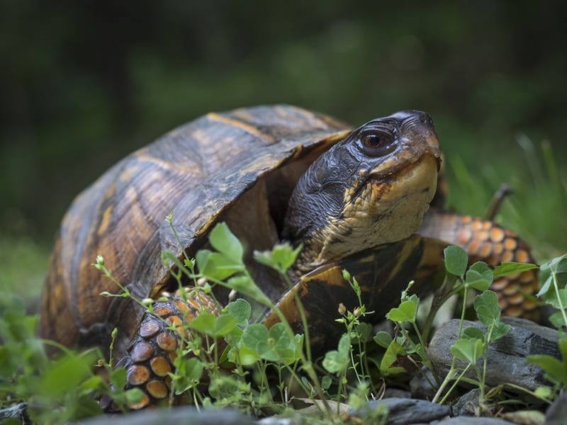 Ornate wood turtle