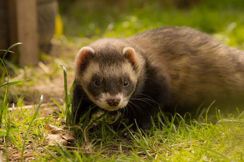 Ferret in the wild