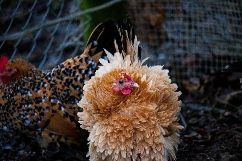 Frizzle Chicken