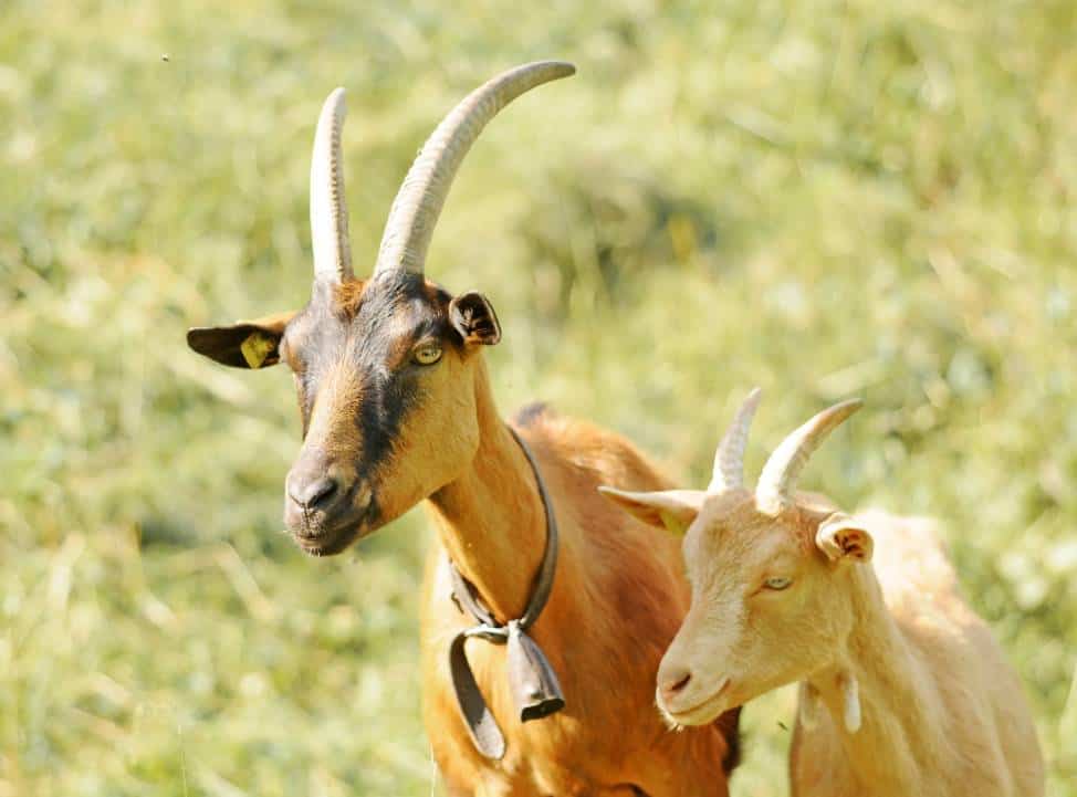 Goat wearing a bell collar