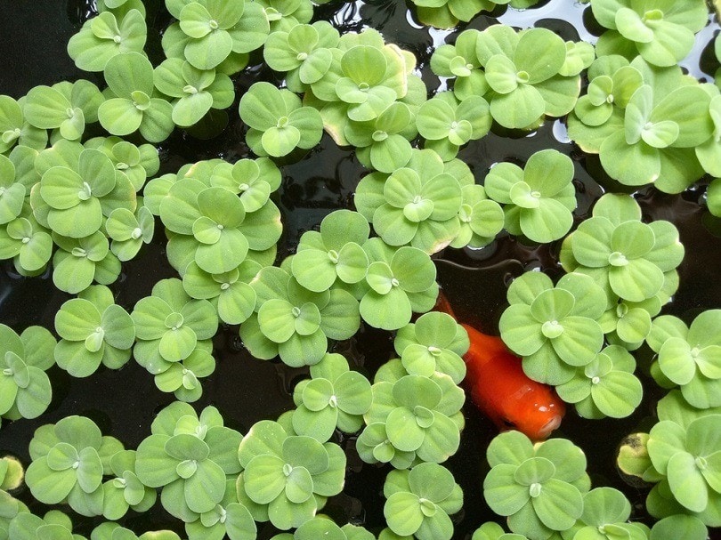 duckweed