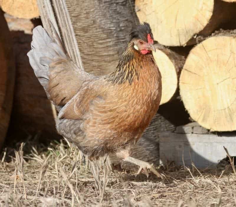 Icelandic Chicken and firewood pile