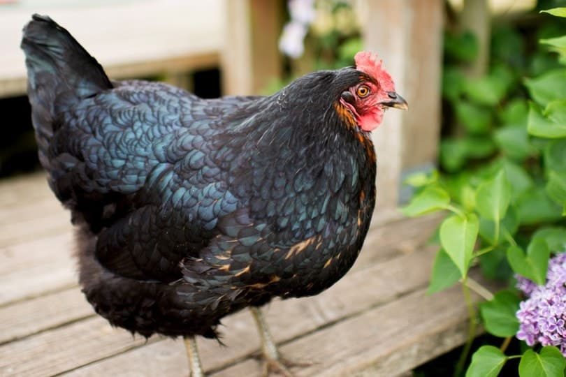 Jersey Giant Chicken