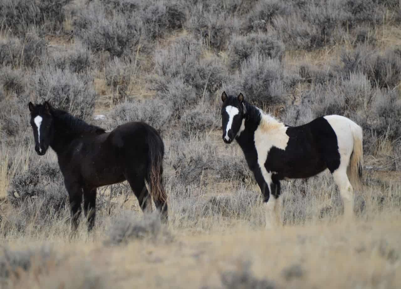 Mustang horses