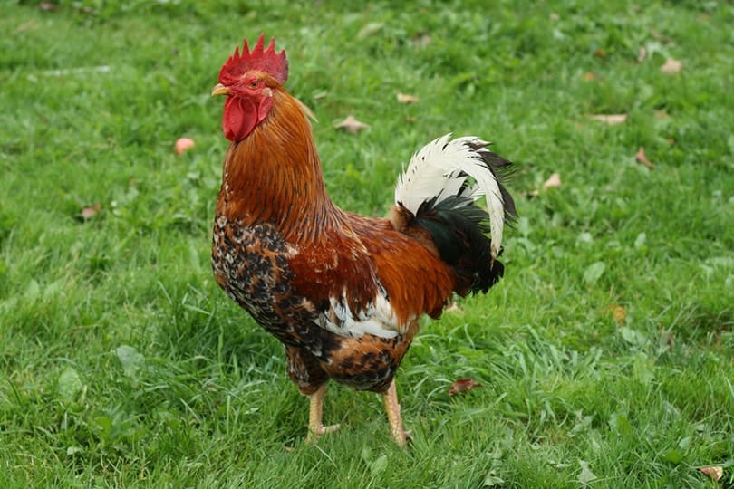 Nankin Bantam Chicken