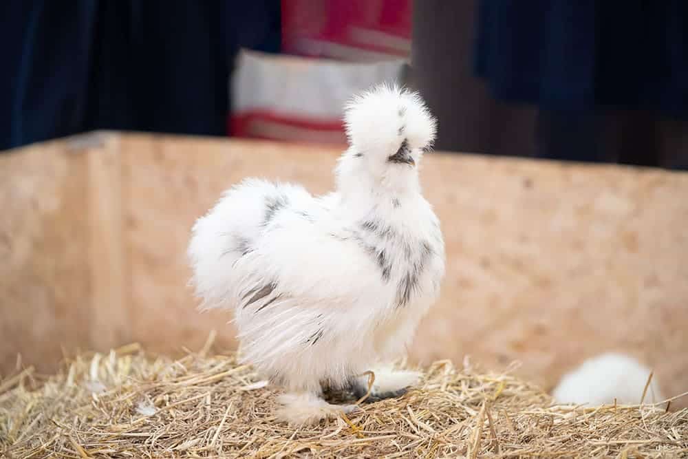 paint silkie chicken