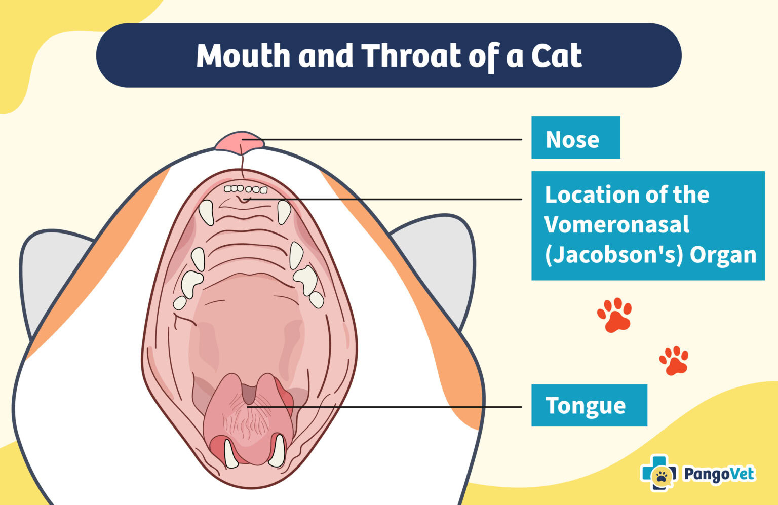 Flemen What Is the Flehmen Response in Cats? Vet Approved Signs, Causes & FAQ ...