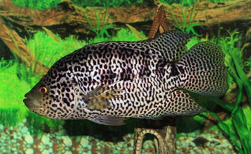 Jaguar Cichlid