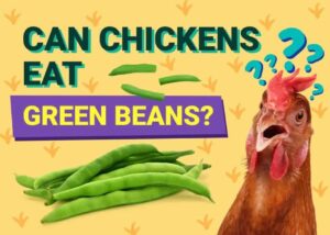 Can Chickens Eat Green Beans? Health Facts & FAQ | The Vet Desk