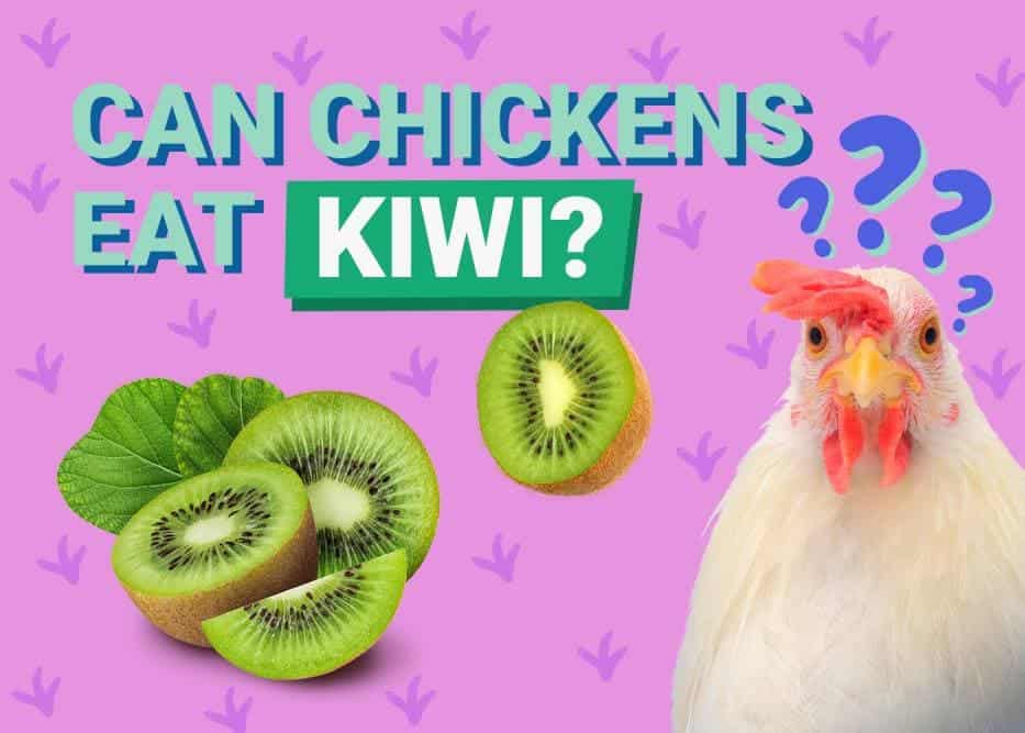 Can Chickens Eat_kiwi