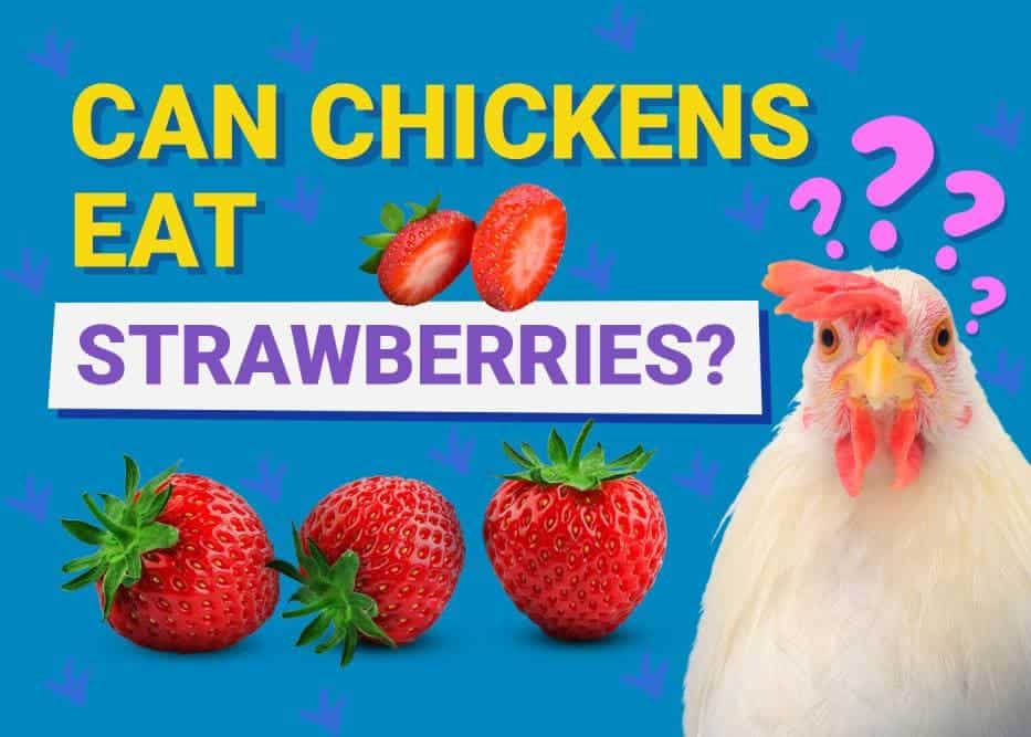 Can Chickens Eat Strawberries