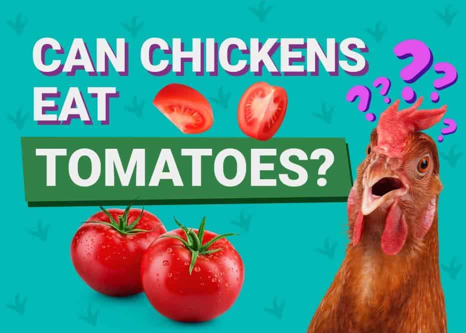 Can Chickens Eat_tomatoes