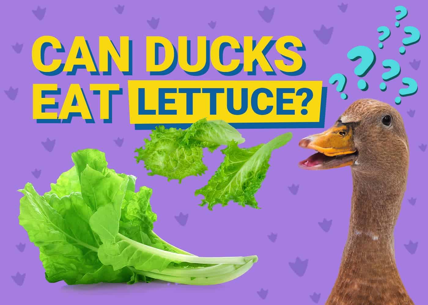 PetKeen_Can Ducks Eat_lettuce