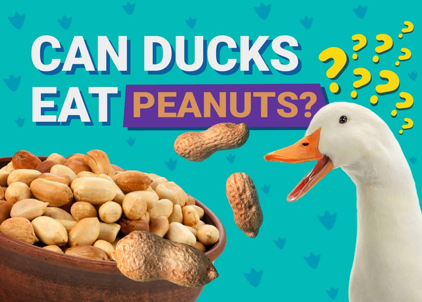 PetKeen_Can Ducks Eat_peanuts