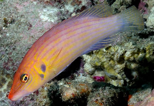 Eight line Flasher Wrasse