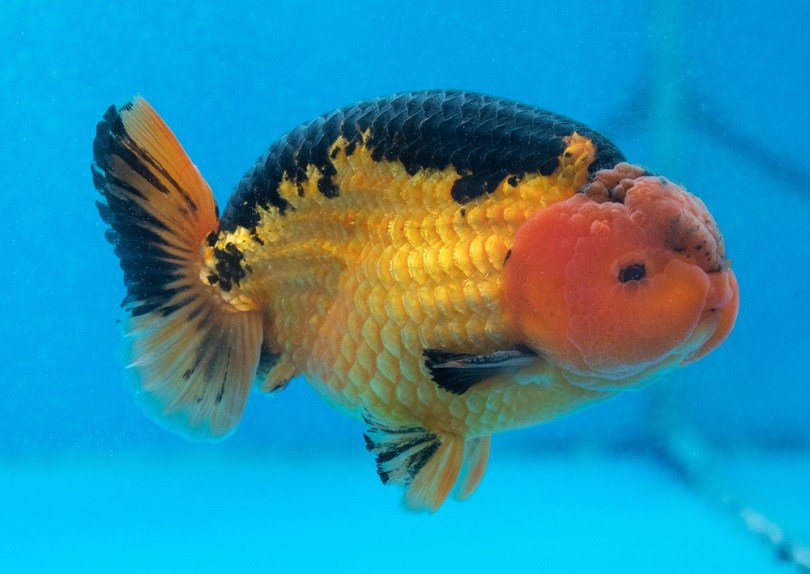 Ranchu Fancy Goldfish