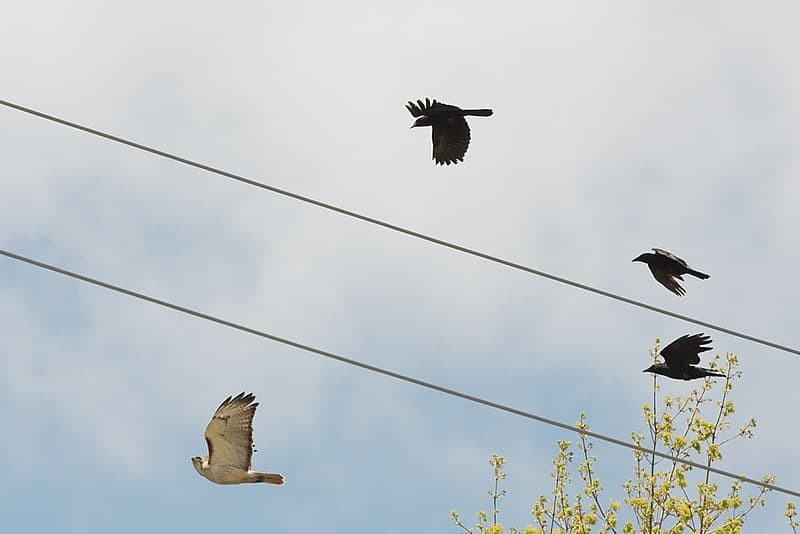Redtail hawk chased by crows
