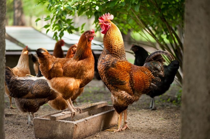Rhode Island Red chickens