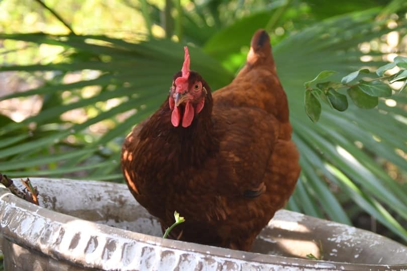 Rhode island chicken