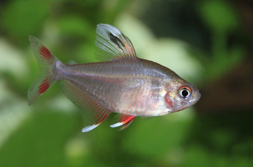 Rosy tetra