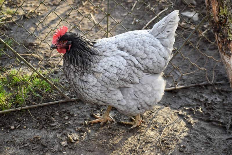 Sapphire Blue Plymouth Rock Chicken