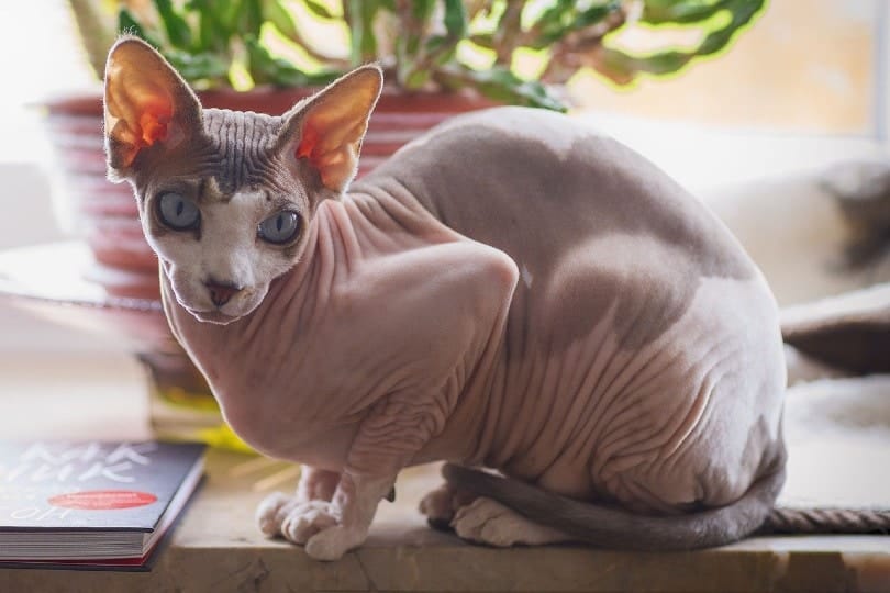 Sphynx
