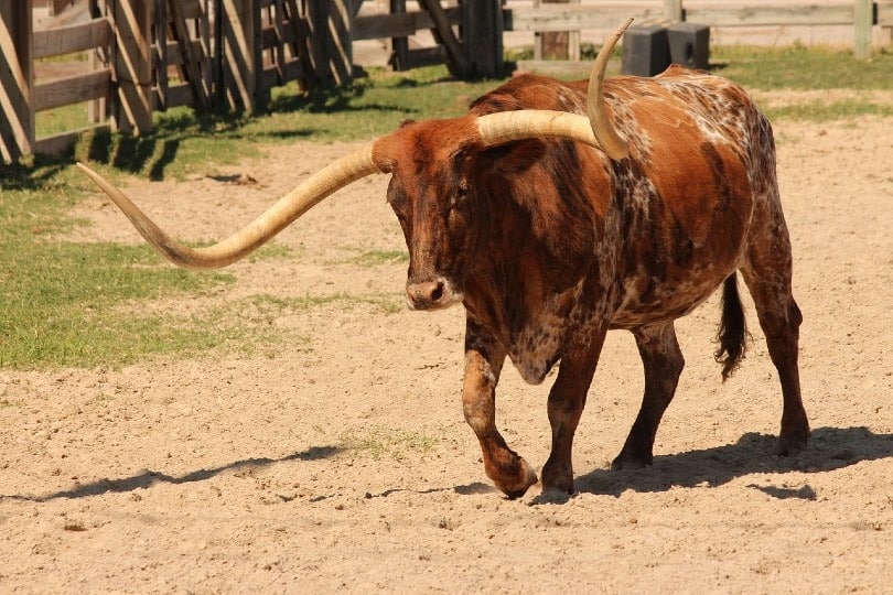 Texas Longhorn Cattle