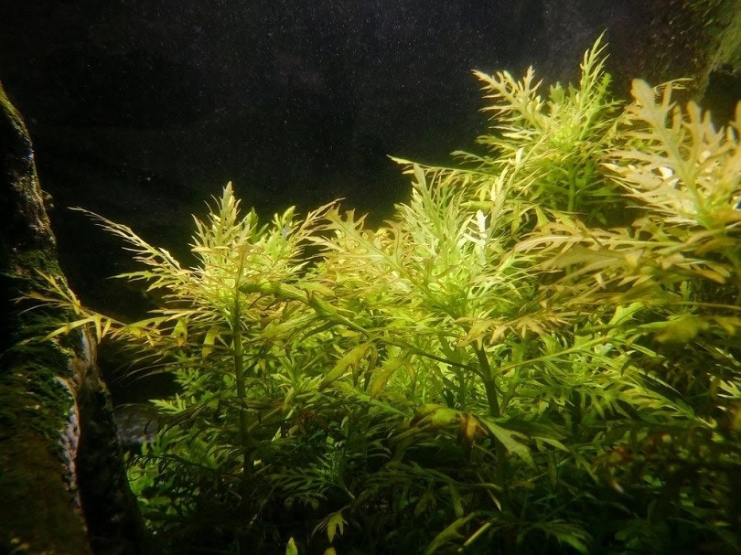 Water-Sprite_cheng-wei_shutterstock