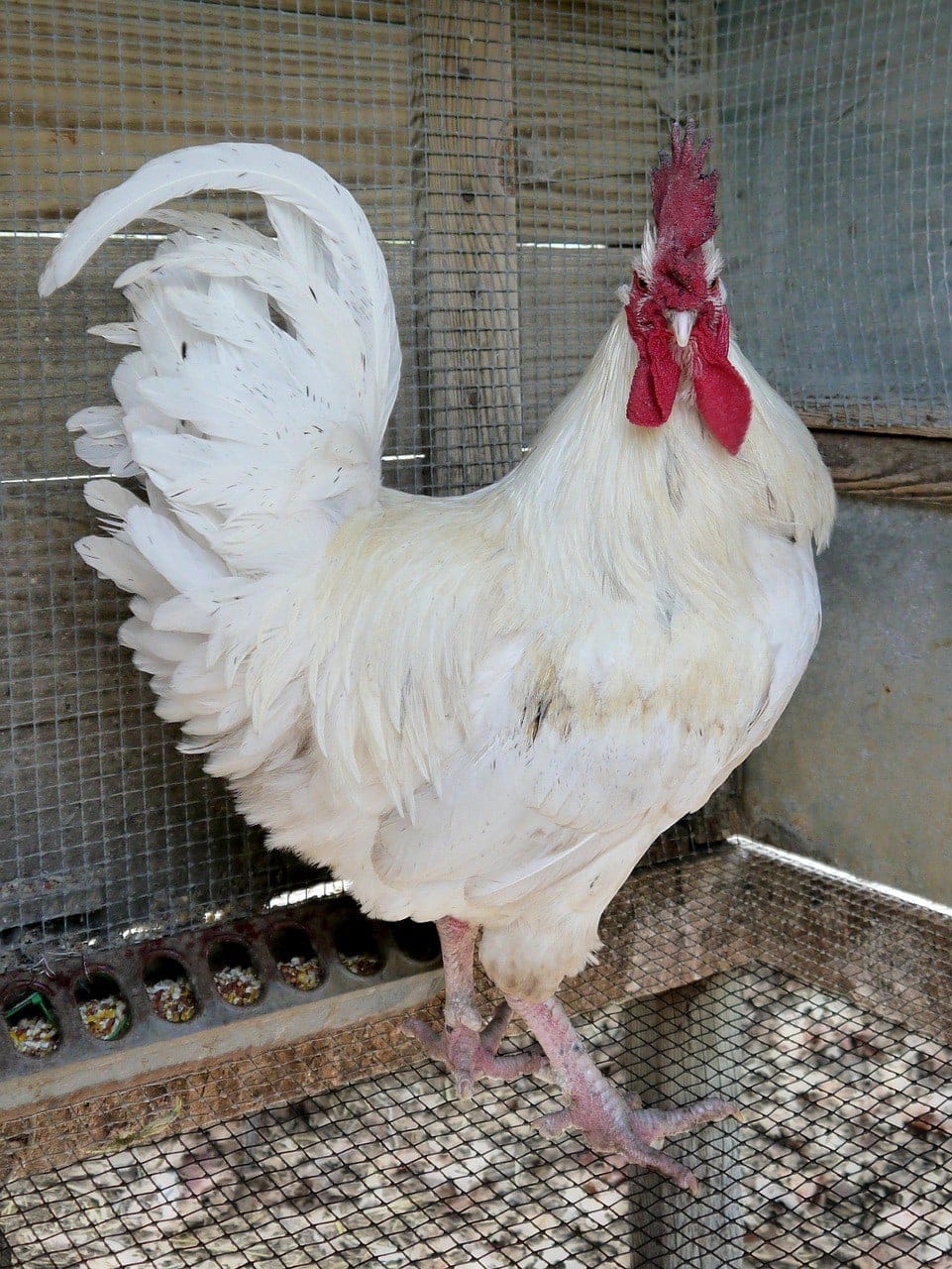 White Leghorn chicken
