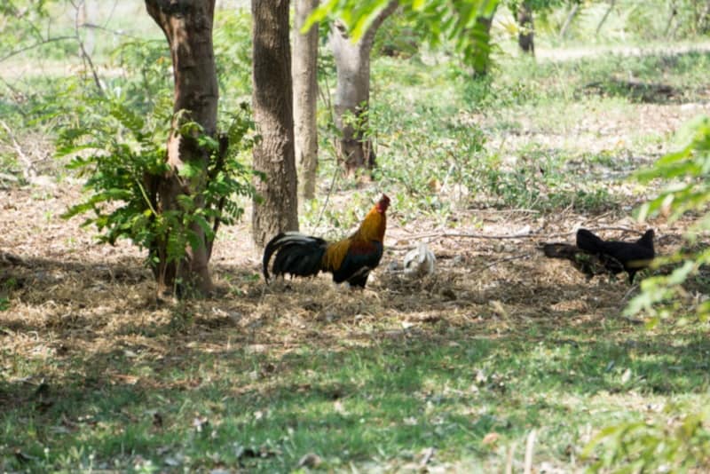 Whiting True Green chicken