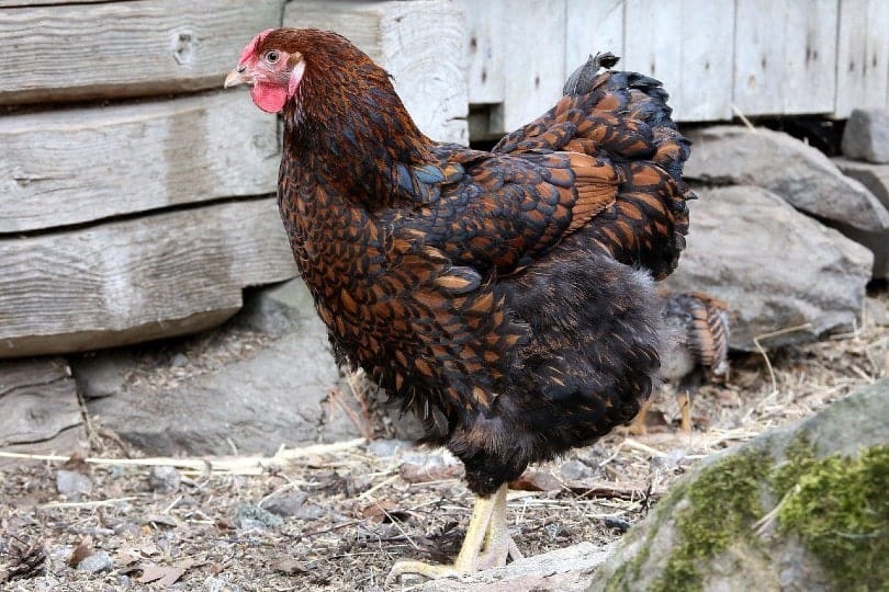 Wyandotte chicken