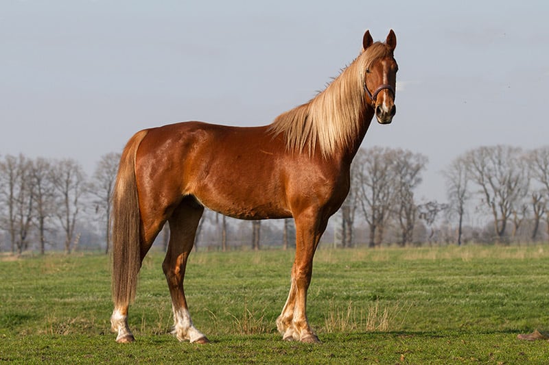 American Saddlebred Horse