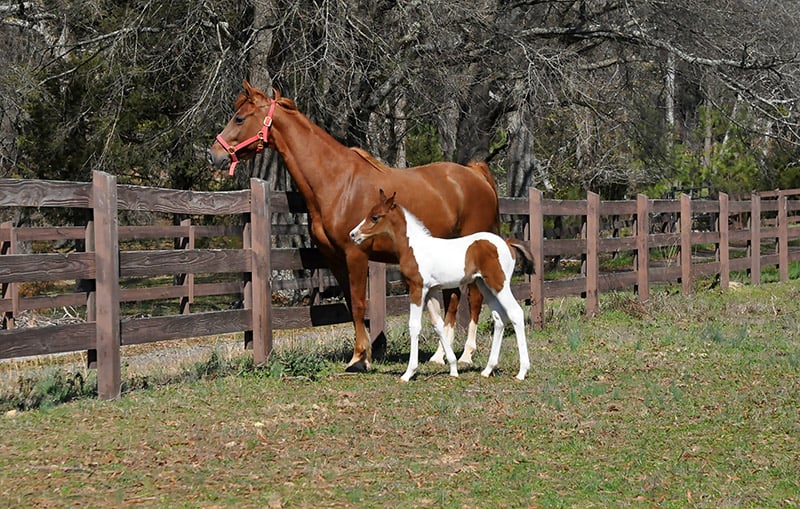 American Saddlebred mare and foal